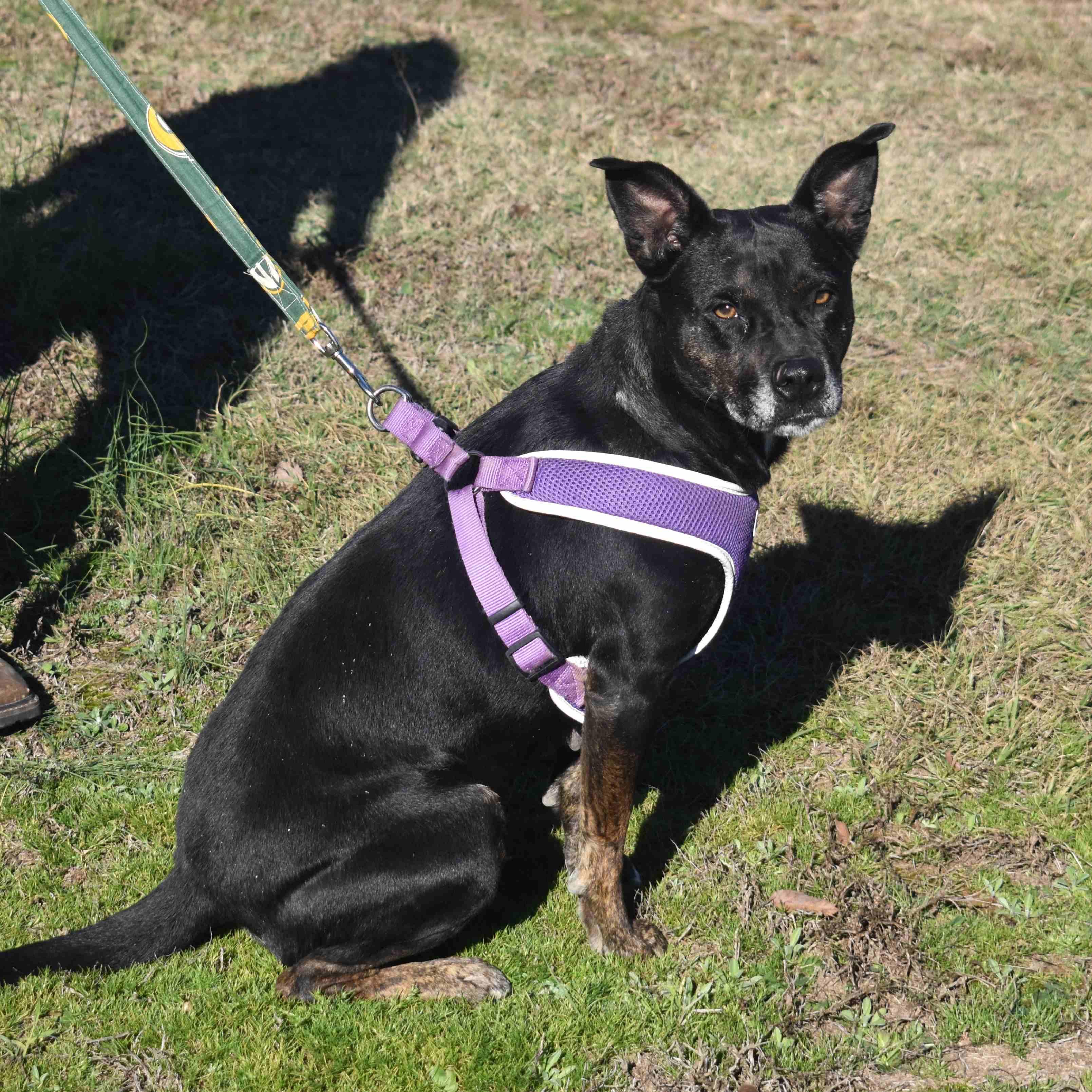 Enlarge Lovey, a Adoptable Mixed Breed in Searcy, AR image 3/6
