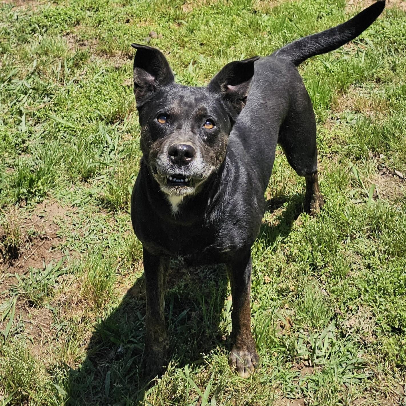 Lovey, a Adoptable Mixed Breed in Searcy, AR image 6/6