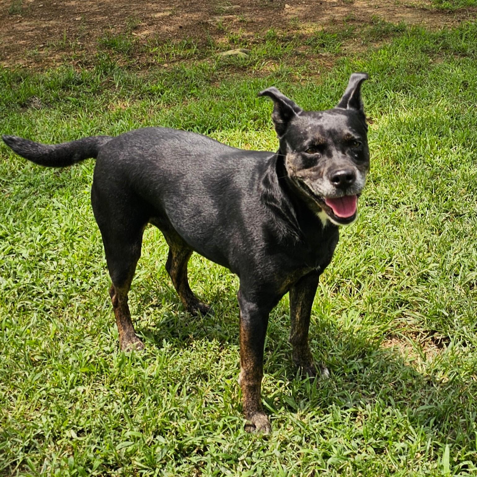 Lovey, a Adoptable Mixed Breed in Searcy, AR image 3/6