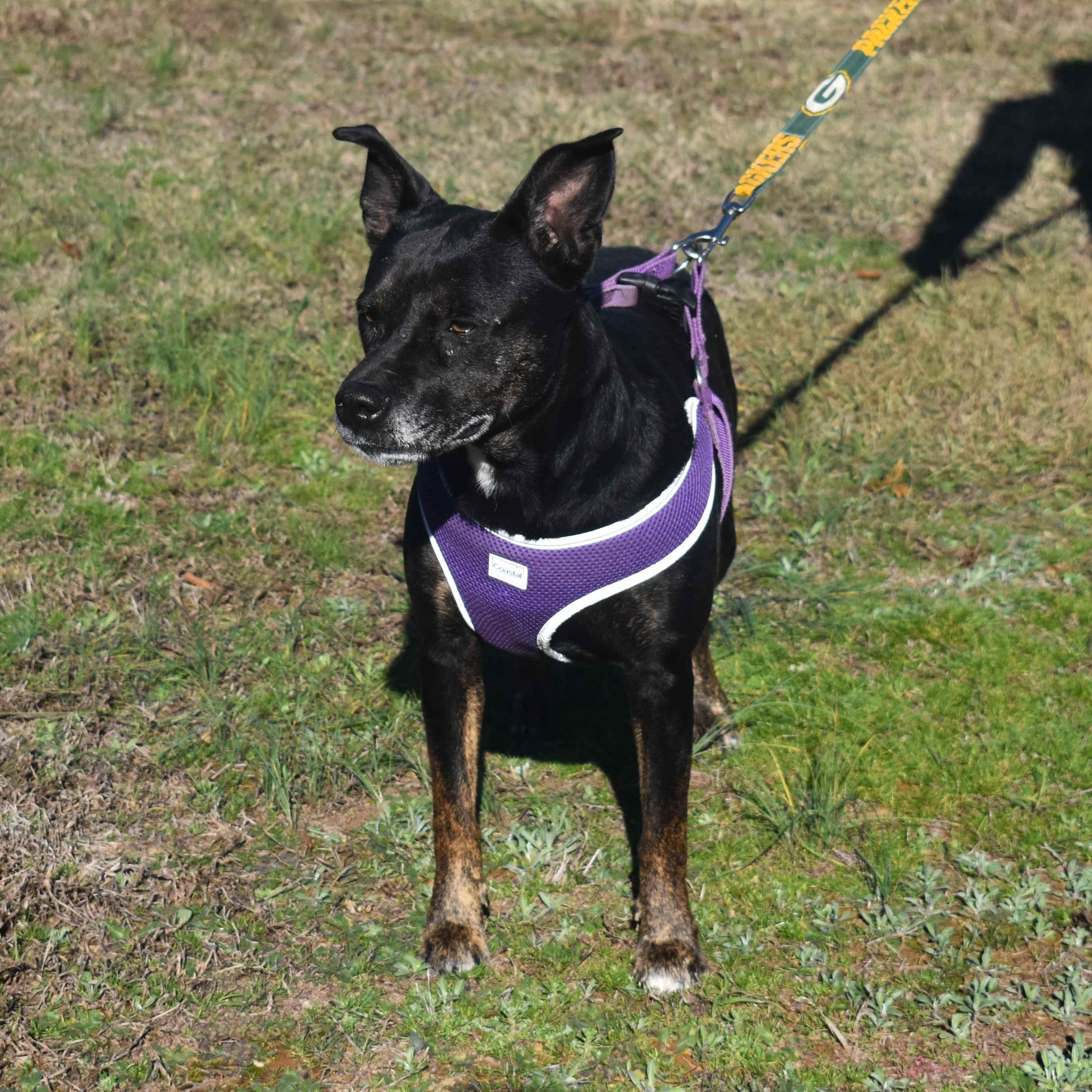 Enlarge Lovey, a Adoptable Mixed Breed in Searcy, AR image 4/6