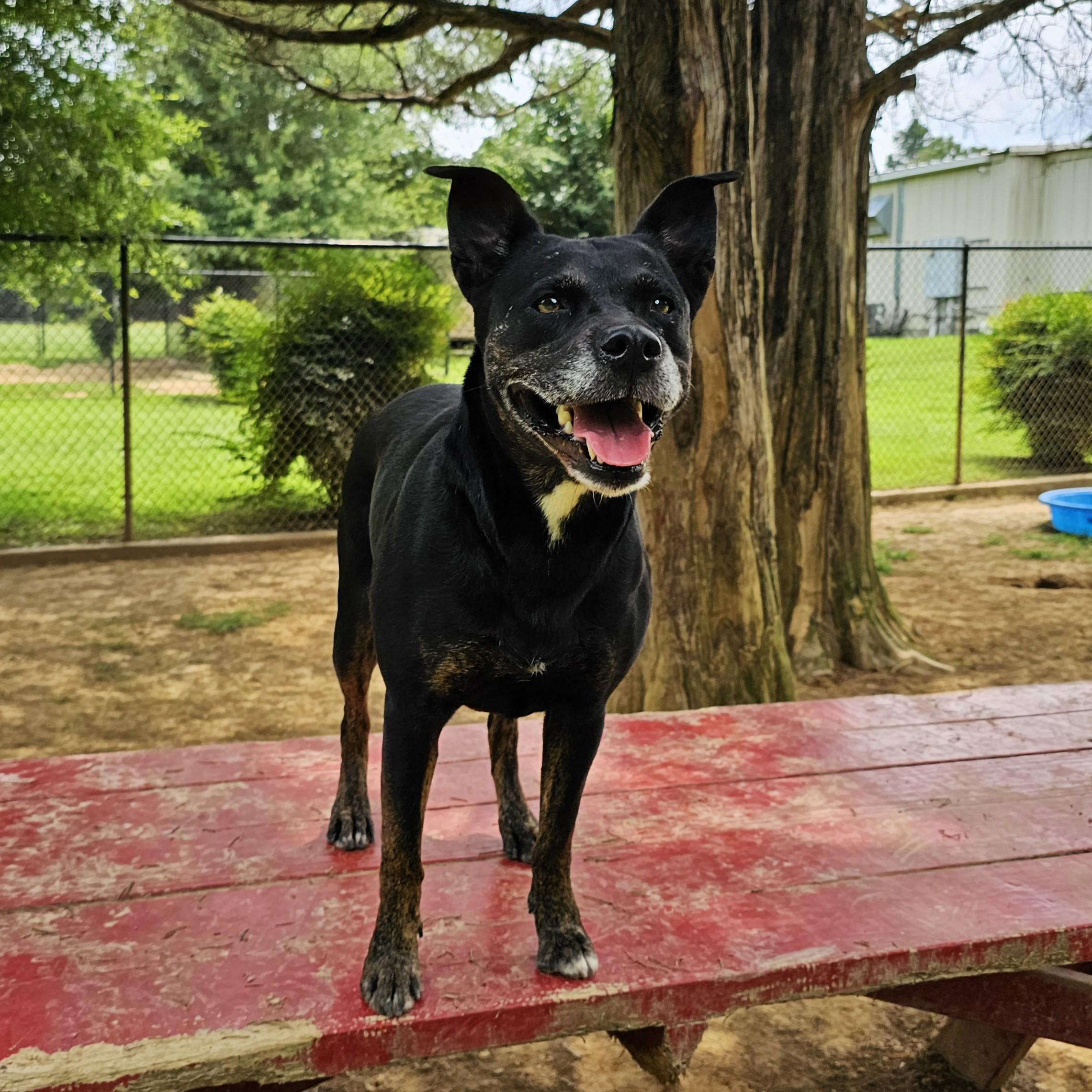 Lovey, Adoptable, Adult Female Mixed Breed.