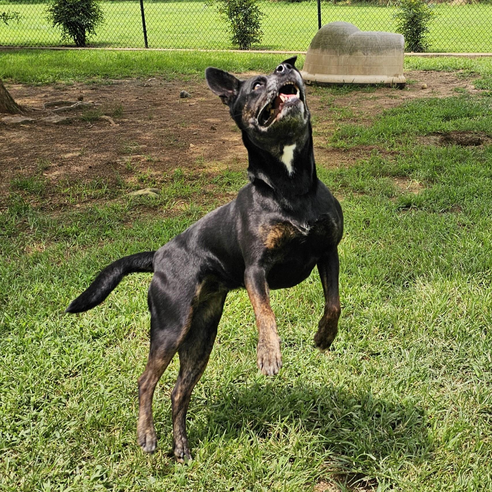 Lovey, a Adoptable Mixed Breed in Searcy, AR image 5/6