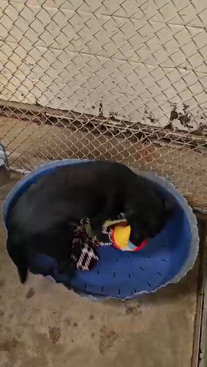 Enlarge Lovey, a Adoptable Mixed Breed in Searcy, AR video 2/6