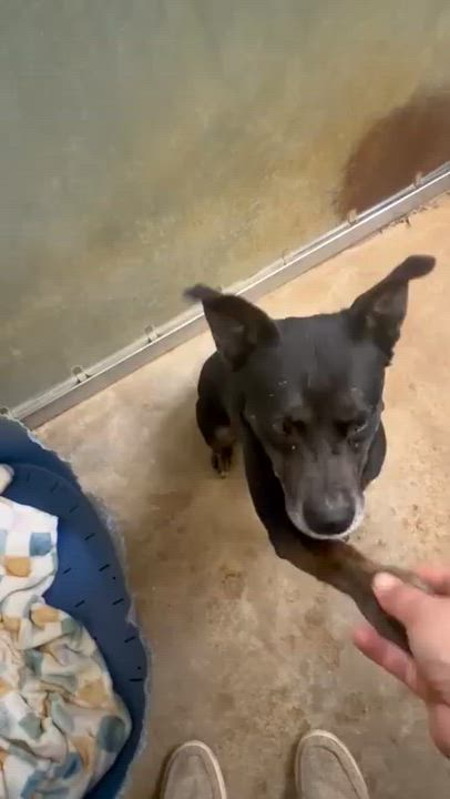Enlarge Lovey, a Adoptable Mixed Breed in Searcy, AR video 4/6
