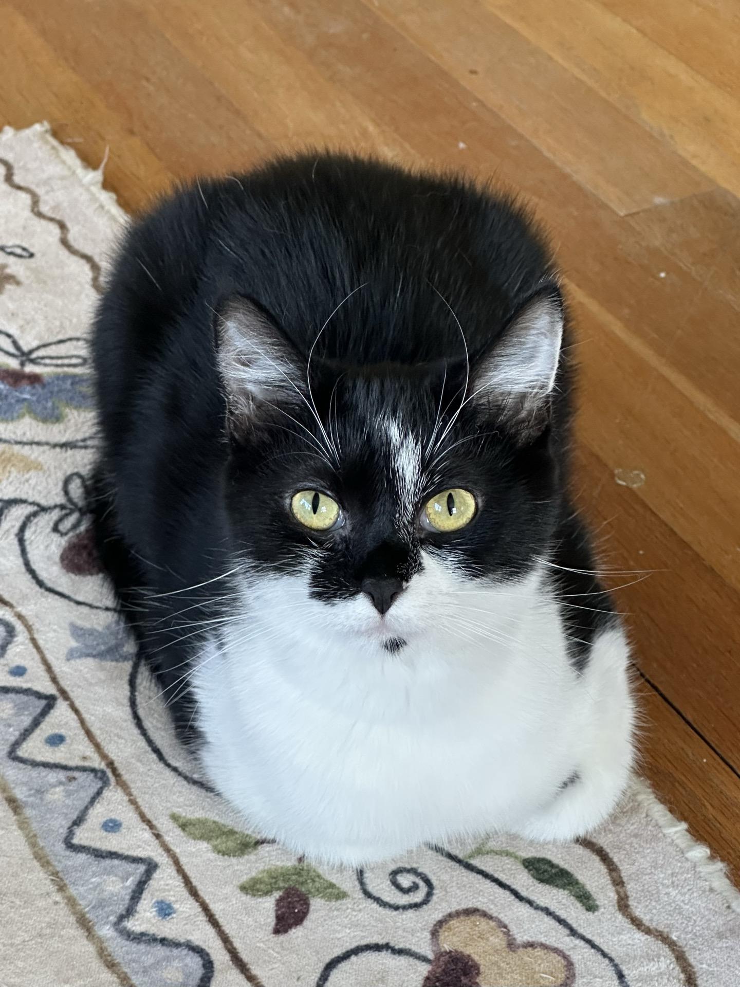 Enlarge Nova, a ADOPTABLE Tuxedo in Greensburg, PA image 5/6