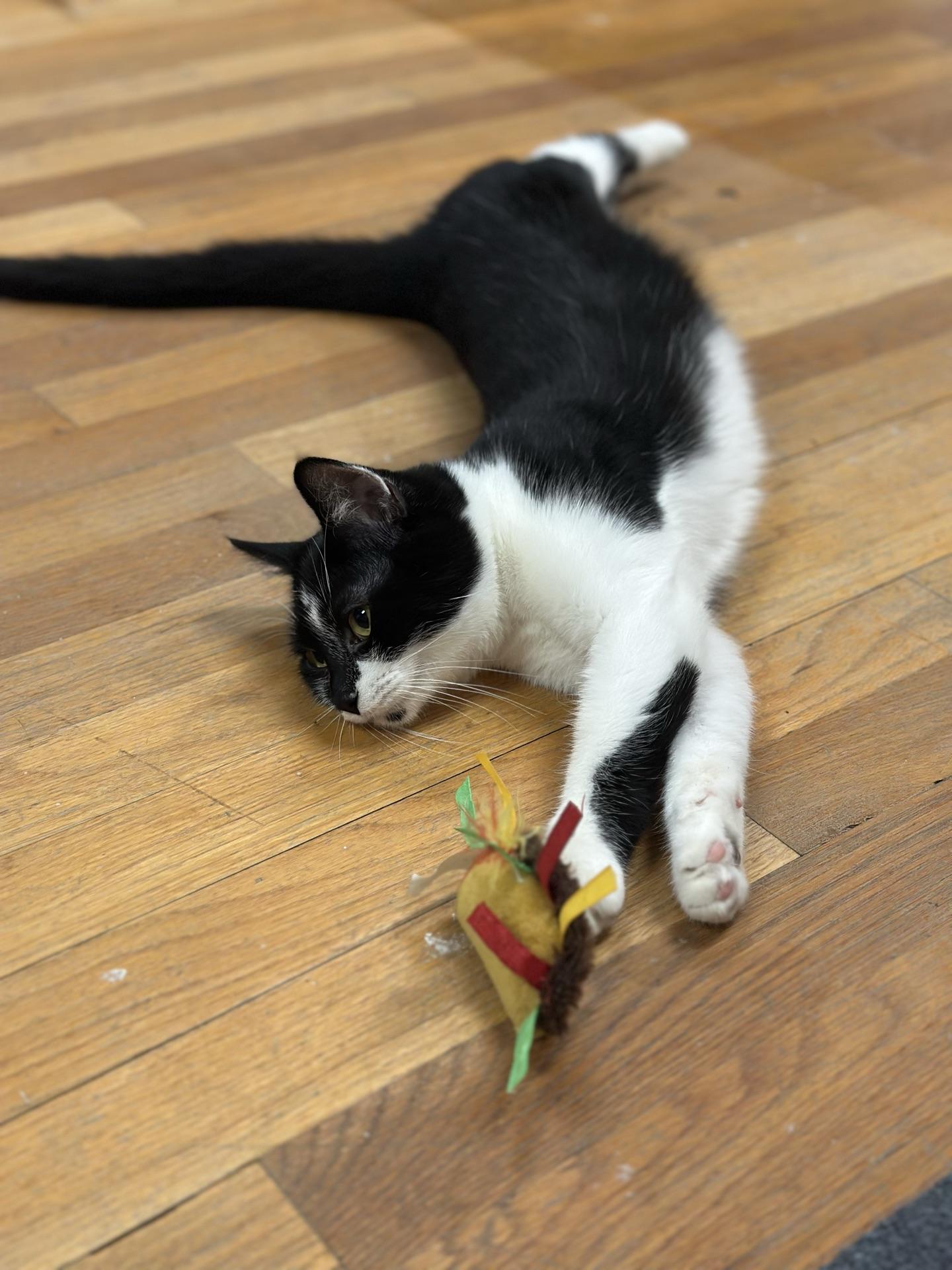 Enlarge Nova, a ADOPTABLE Tuxedo in Greensburg, PA image 4/6