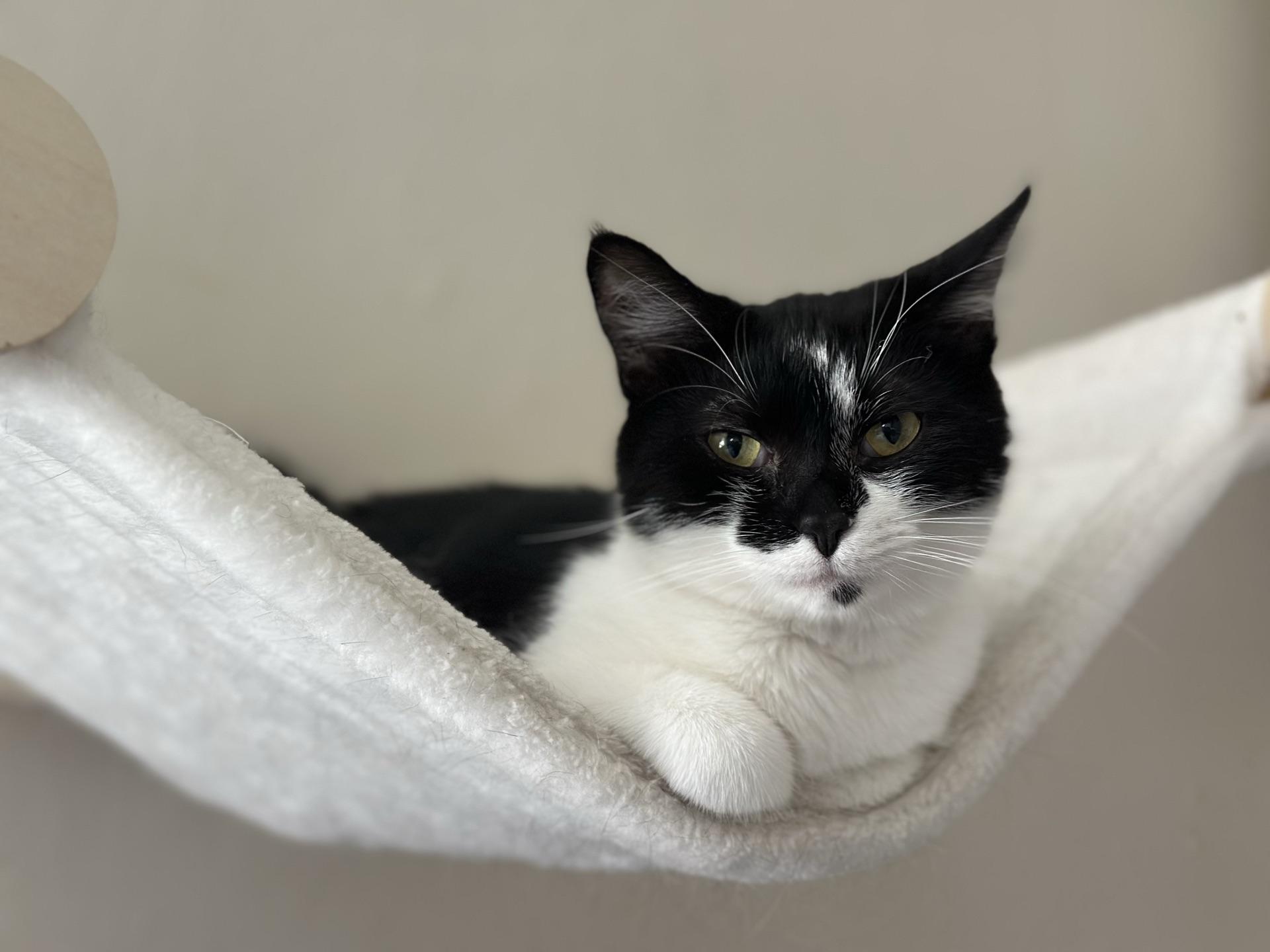 Enlarge Nova, a ADOPTABLE Tuxedo in Greensburg, PA image 3/6