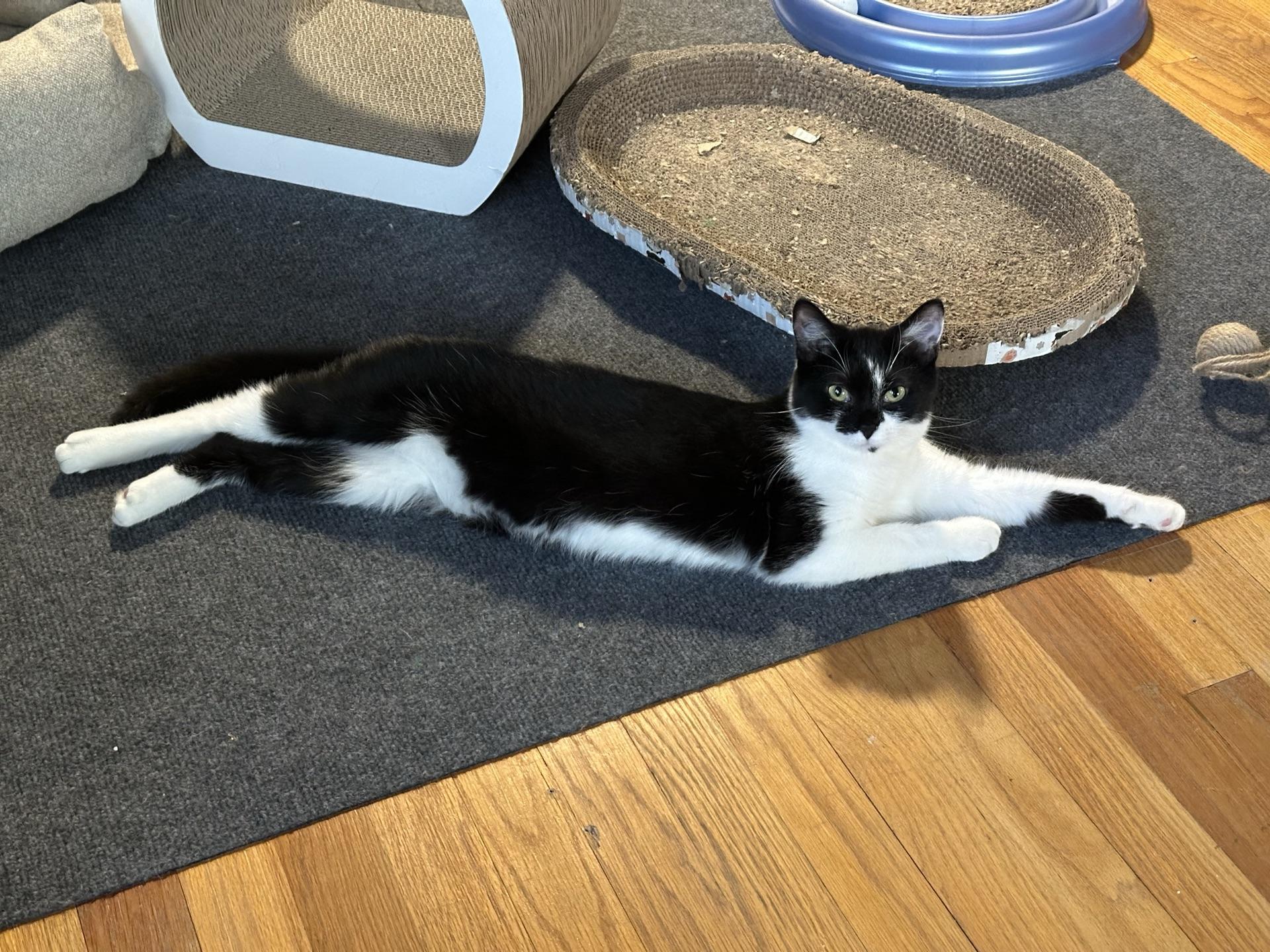 Nova, ADOPTABLE, Young Female Tuxedo.