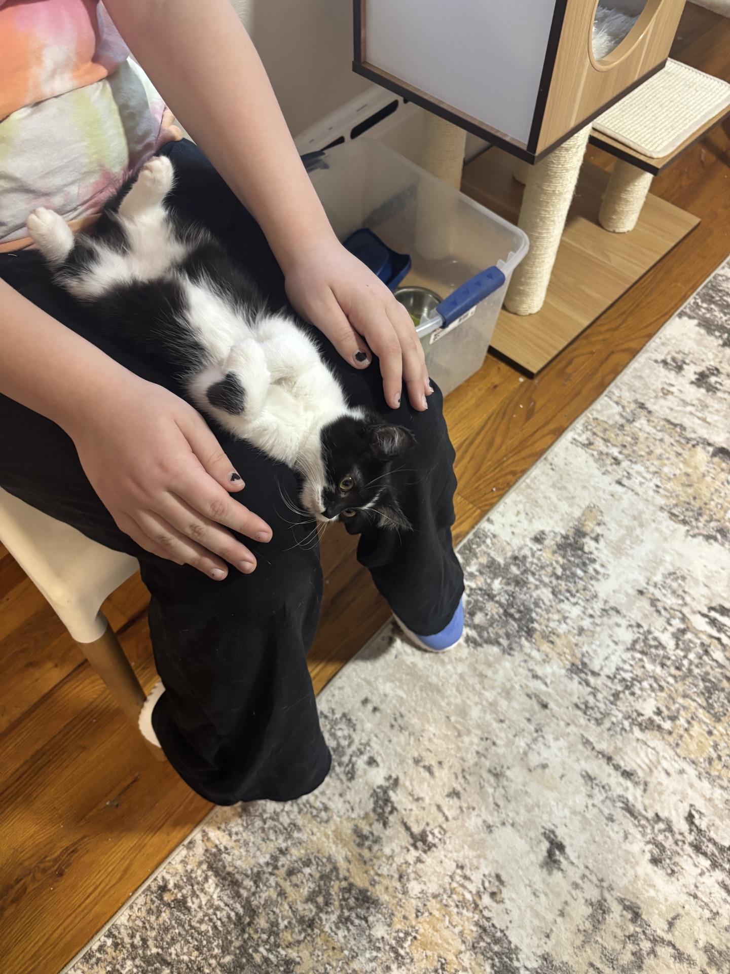 Enlarge Nova, a ADOPTABLE Tuxedo in Greensburg, PA image 6/6