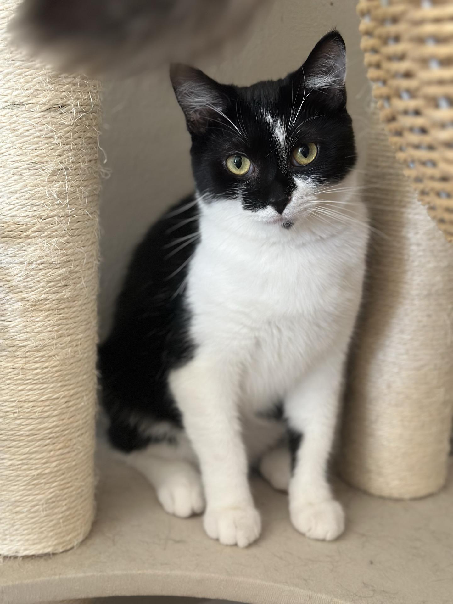 Enlarge Nova, a ADOPTABLE Tuxedo in Greensburg, PA image 2/6