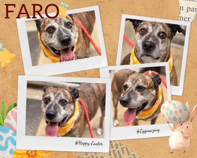 Enlarge Faro, a Adoptable mixed breed in Rensselaer, IN image 1/1