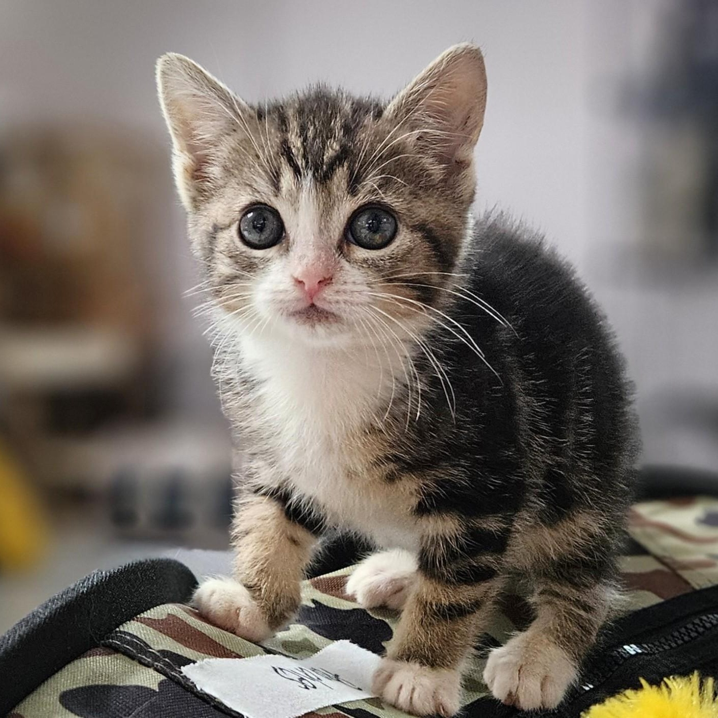 Peaches, adopted, Kitten Female Domestic Short Hair.