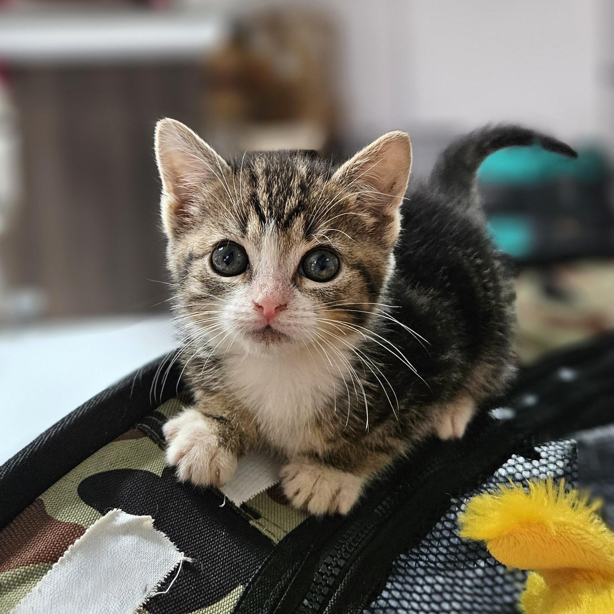 Peaches, an adopted Domestic Short Hair in Endicott, NY image 3/5