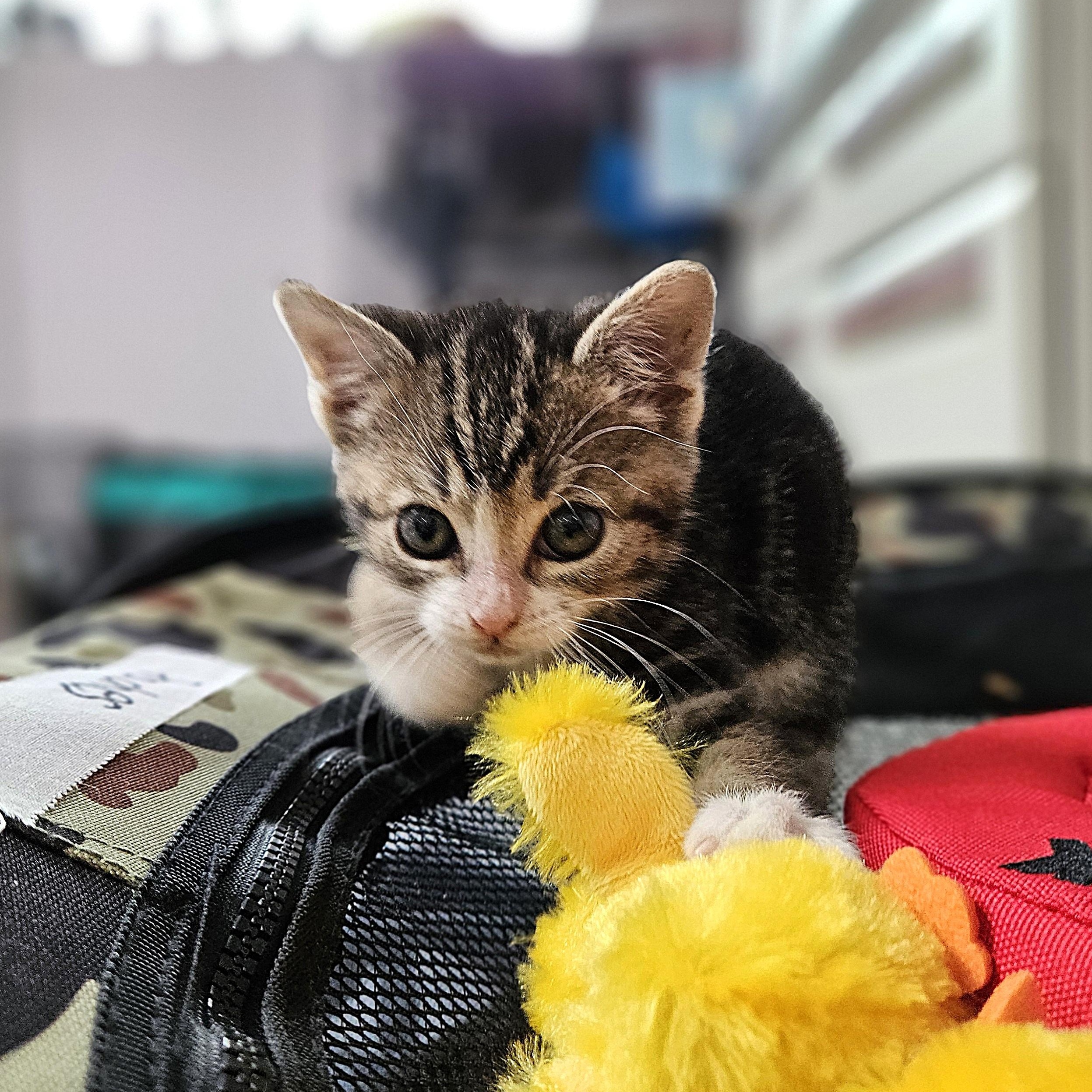 Peaches, an adopted Domestic Short Hair in Endicott, NY image 5/5