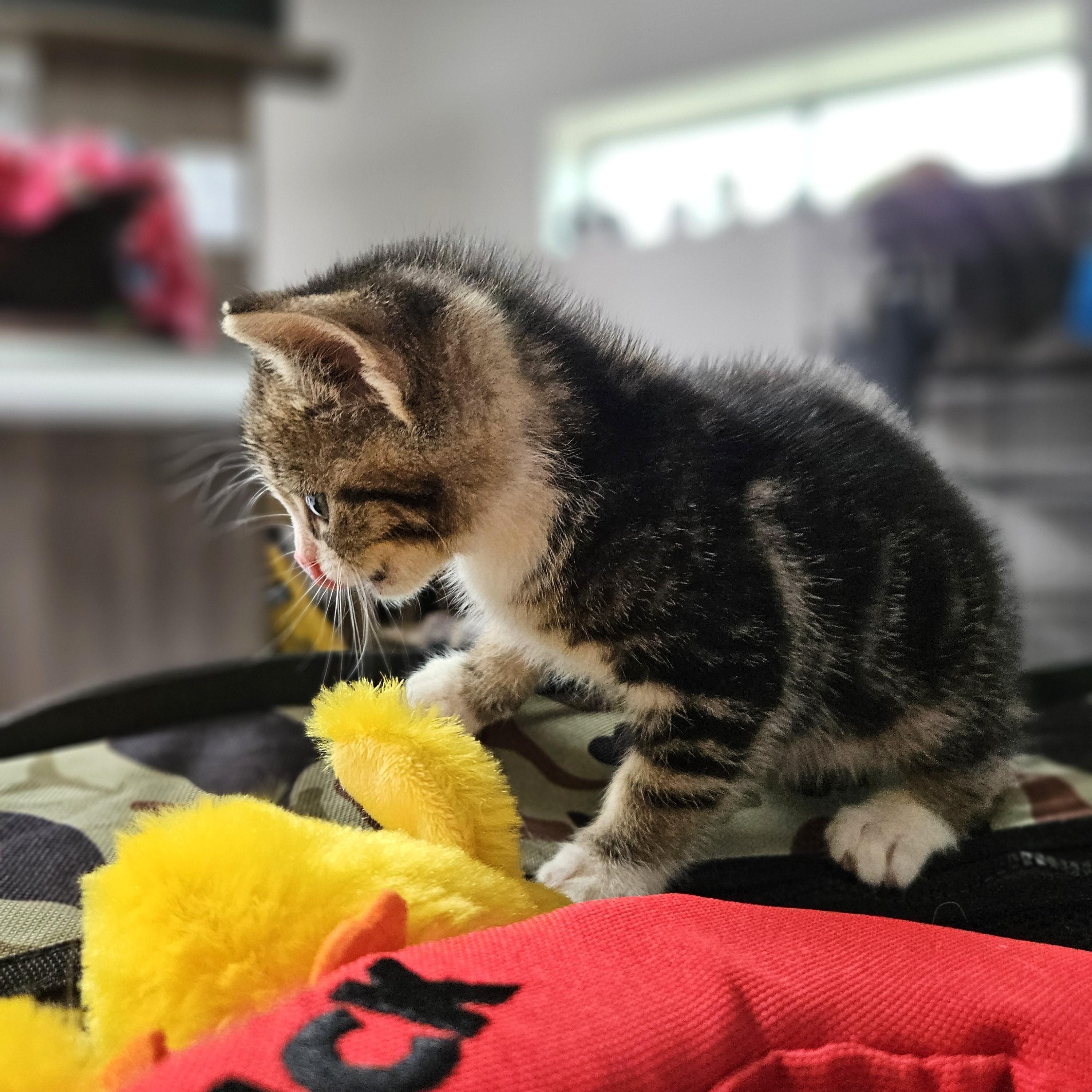 Peaches, an adopted Domestic Short Hair in Endicott, NY image 4/5