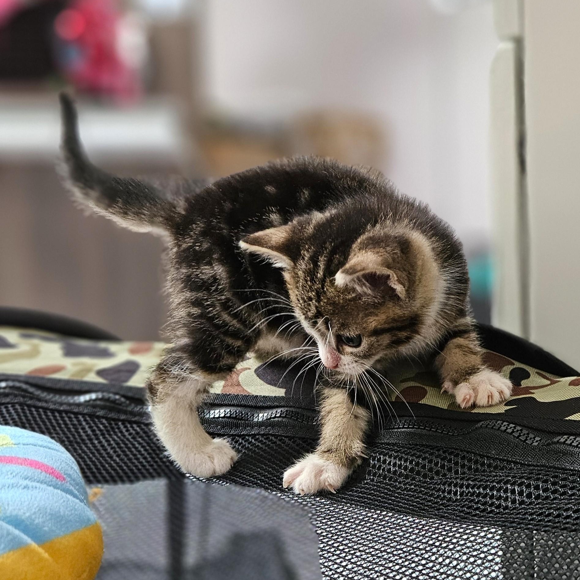 Peaches, an adopted Domestic Short Hair in Endicott, NY image 2/5