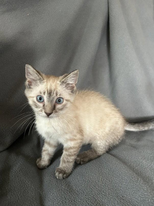Forrest26, Adopted, Kitten Male Ragdoll & Himalayan.
