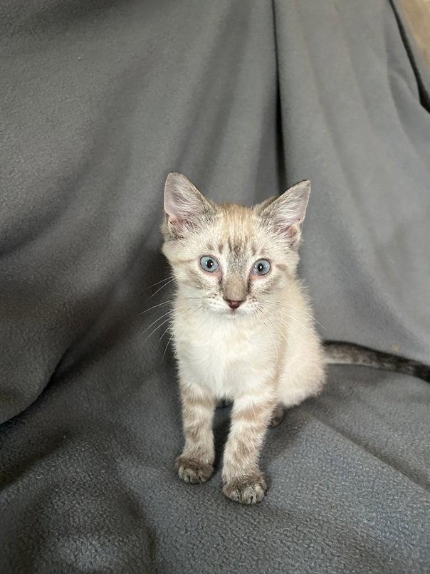 Enlarge Forrest26, a Adopted mixed breed in Nashville, TN image 2/3
