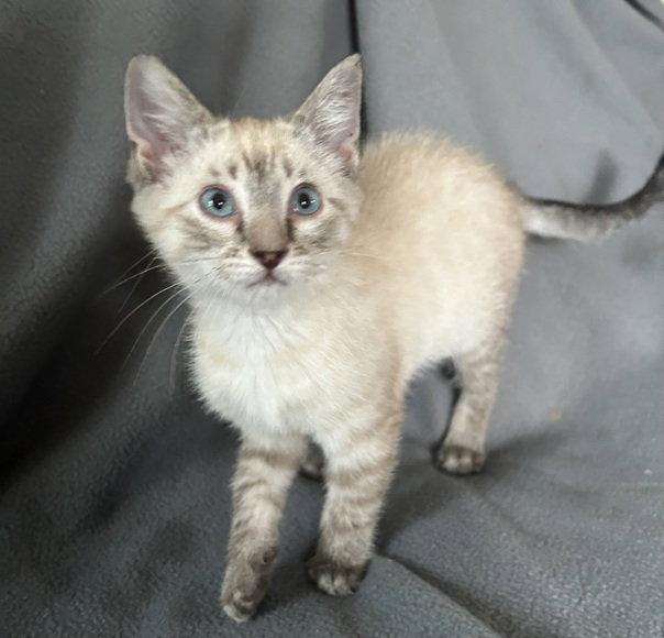 Enlarge Forrest26, a Adopted mixed breed in Nashville, TN image 3/3