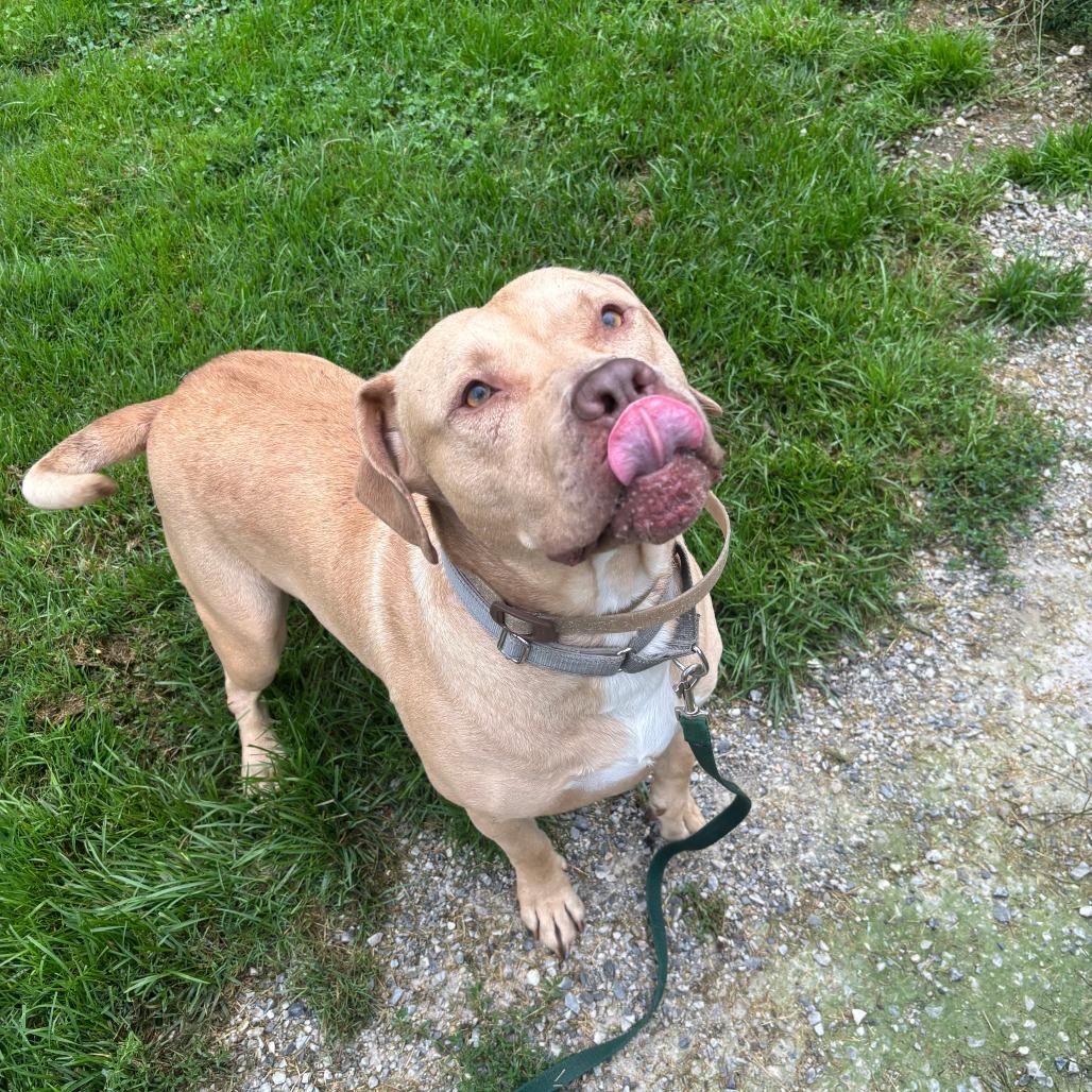 Miller, Adoptable, Adult Male Yellow Labrador Retriever & Pit Bull Terrier.