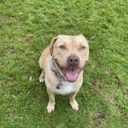 Miller, Adoptable, Adult Male Yellow Labrador Retriever & Pit Bull Terrier.