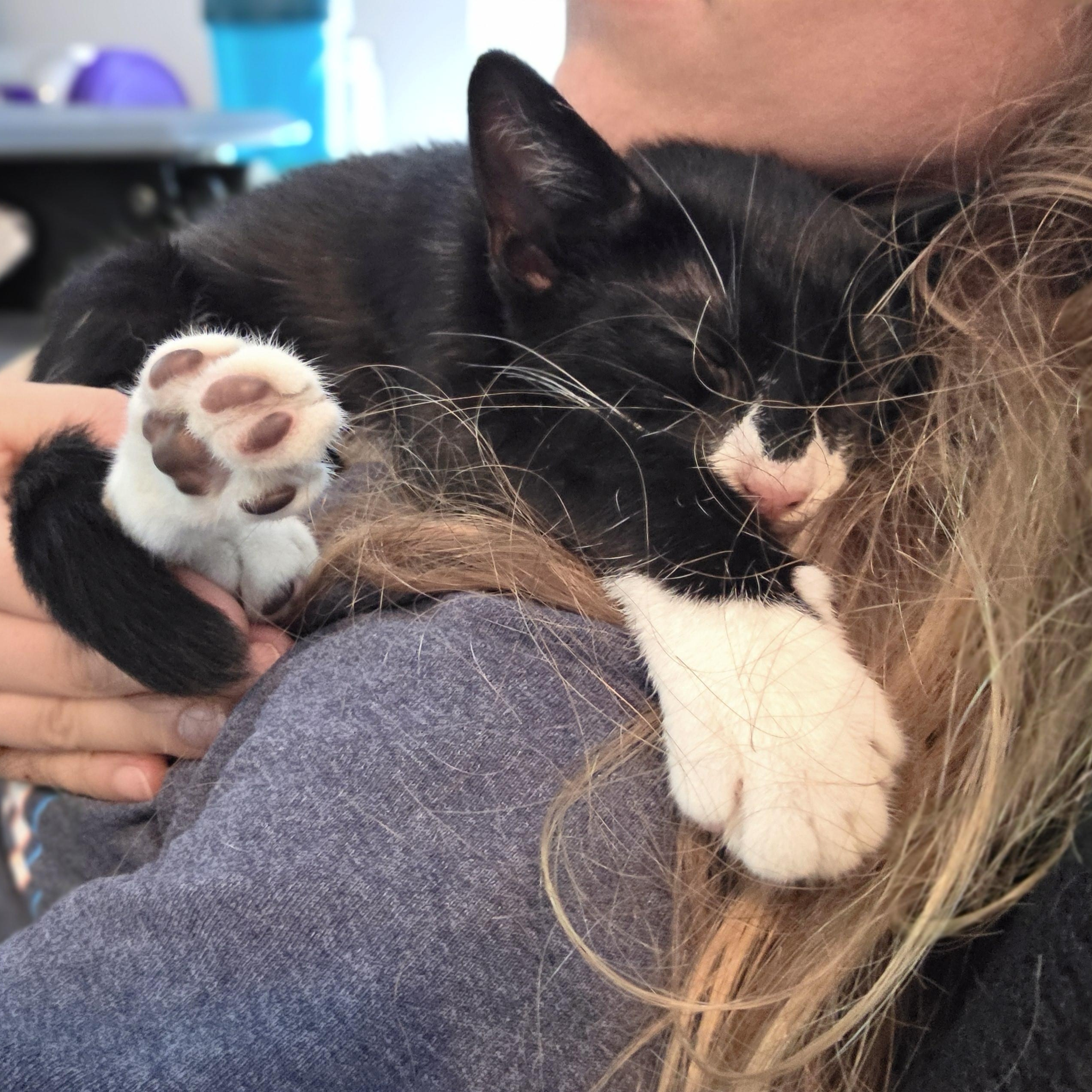 Mojo Jojo, ADOPTABLE, Kitten Male Domestic Short Hair.