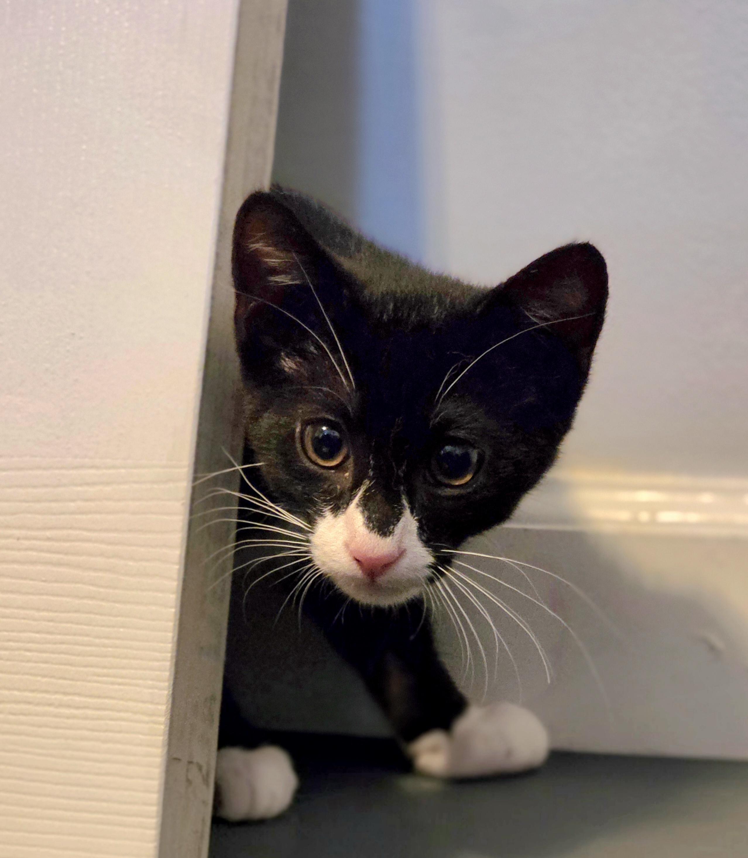 Mojo Jojo, a ADOPTABLE Domestic Short Hair in Wilmington, NC image 5/6