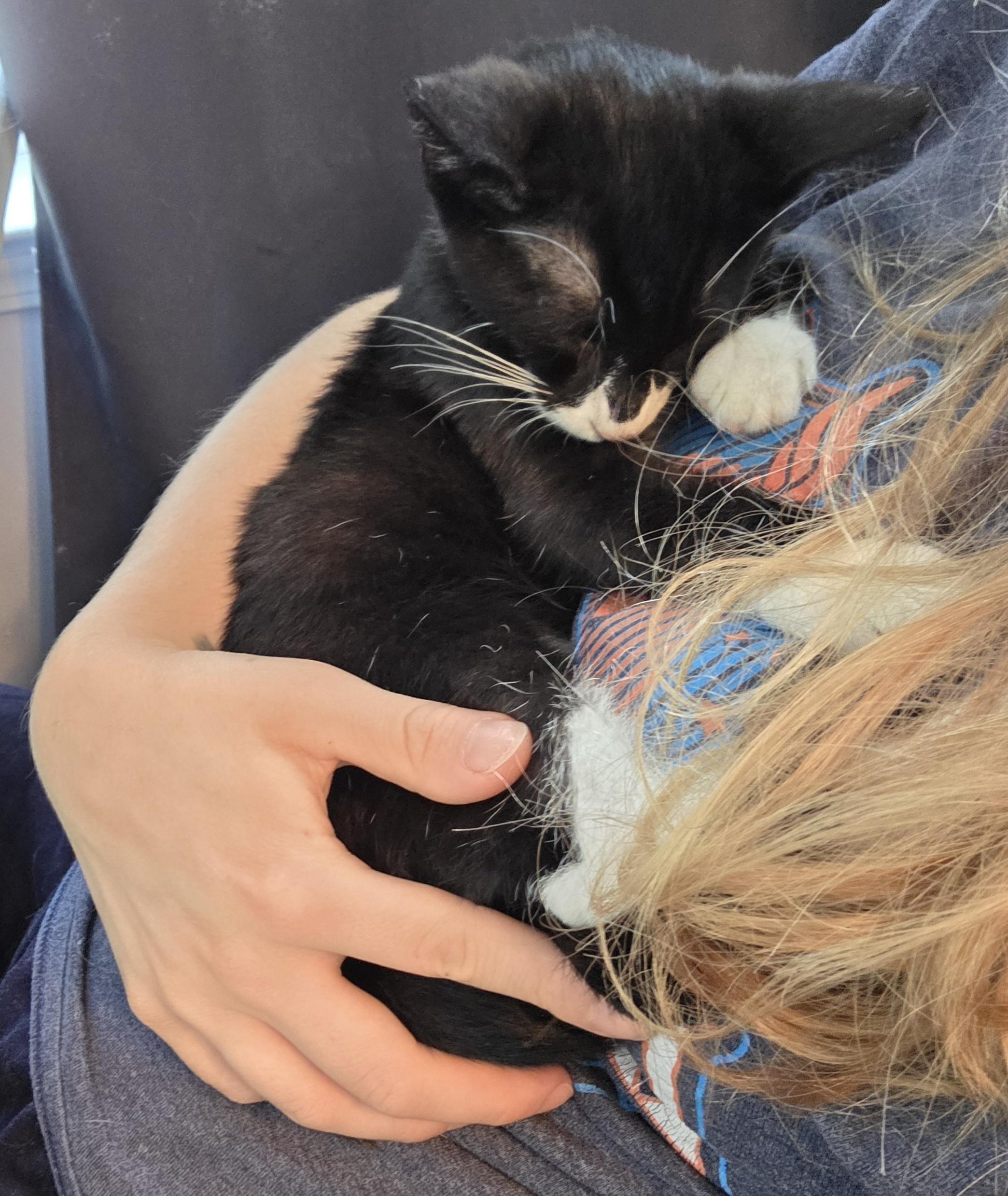 Mojo Jojo, a ADOPTABLE Domestic Short Hair in Wilmington, NC image 3/6