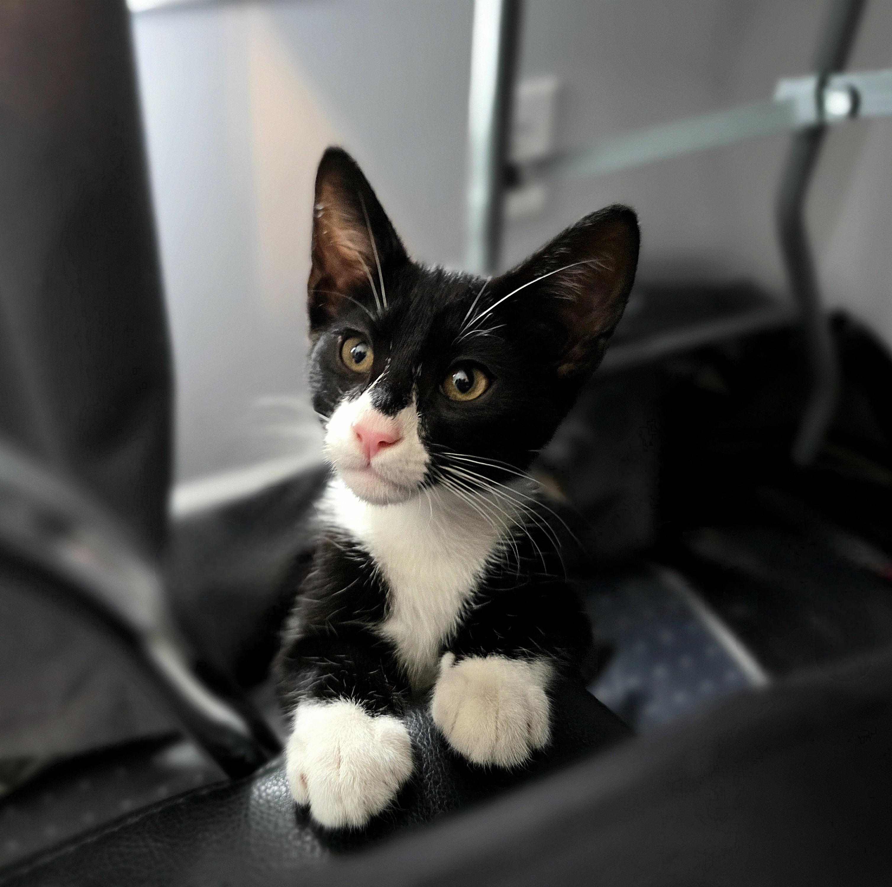 Mojo Jojo, a ADOPTABLE Domestic Short Hair in Wilmington, NC image 2/6