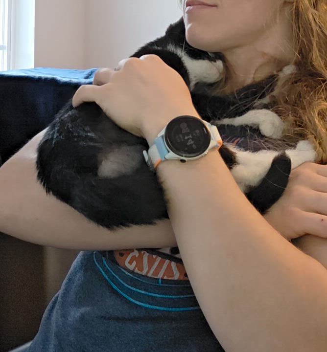 Enlarge Mojo Jojo, a ADOPTABLE Domestic Short Hair in Wilmington, NC video 6/6