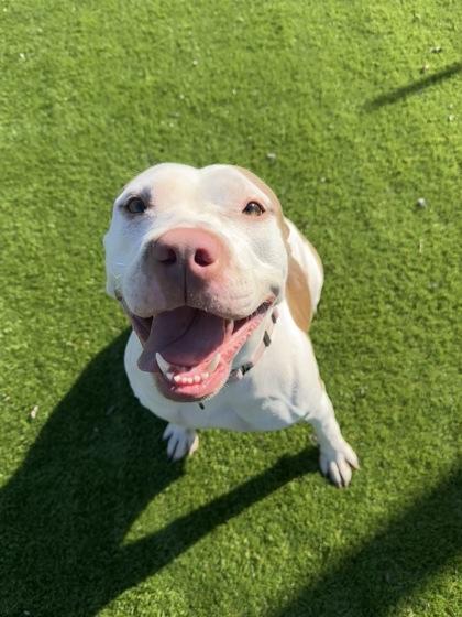 Enlarge Sandra Dee - 2, a Adoptable mixed breed in Daytona Beach, FL image 1/2