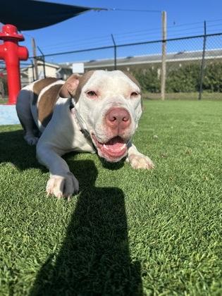 Enlarge Sandra Dee - 2, a Adoptable mixed breed in Daytona Beach, FL image 2/2