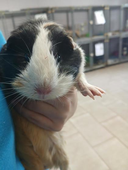 Oreo, Adoptable, Adult Male Guinea Pig & Guinea Pig.