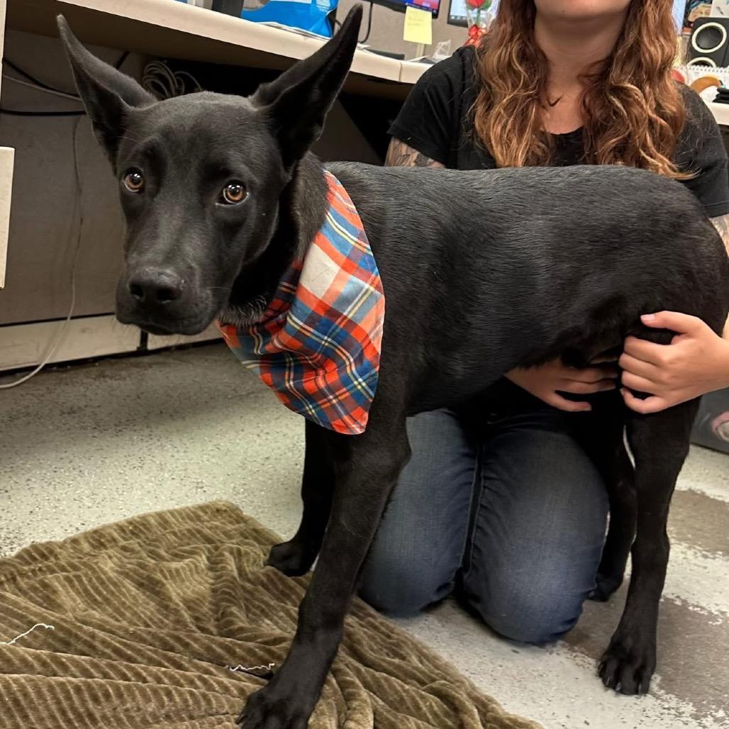 Hunter, Adoptable, Young Male Mixed Breed.