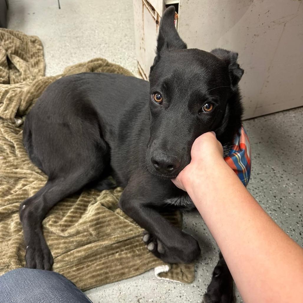 Hunter, a Adoptable Mixed Breed in Bellingham, WA image 2/6