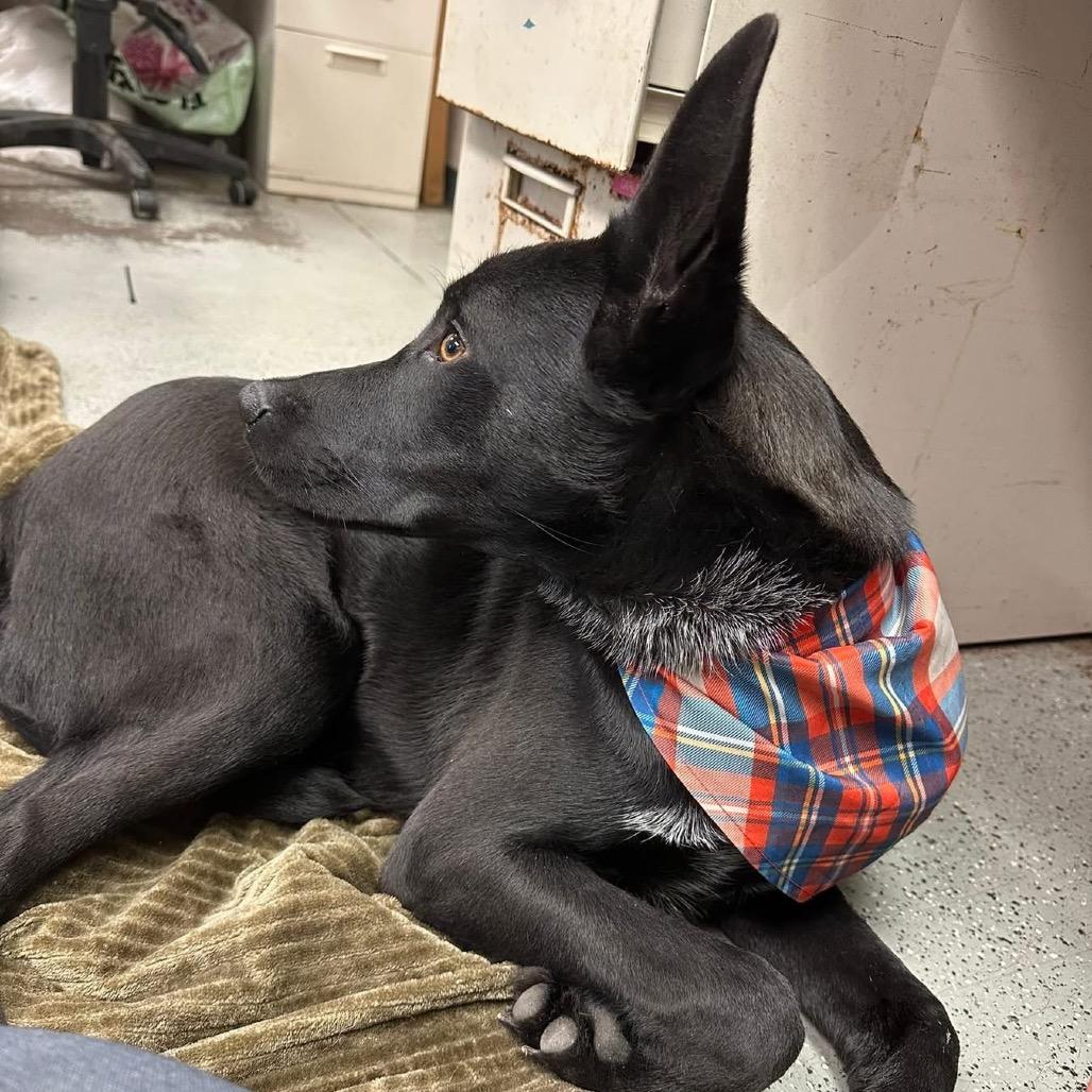 Hunter, a Adoptable Mixed Breed in Bellingham, WA image 3/6