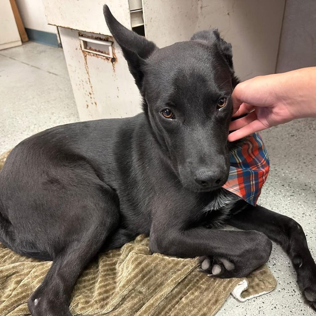 Hunter, a Adoptable Mixed Breed in Bellingham, WA image 4/6