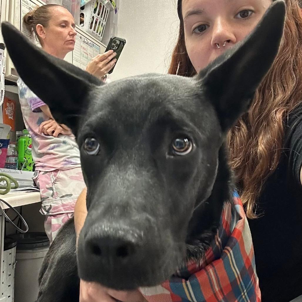 Hunter, a Adoptable Mixed Breed in Bellingham, WA image 6/6