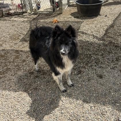 Oreo, a ADOPTABLE Mixed Breed in Turners Falls, MA image 1/3