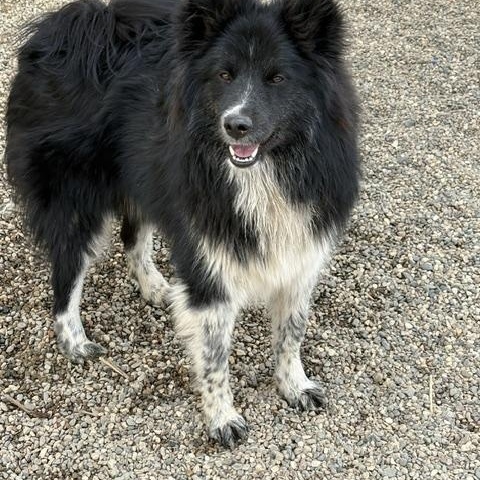 Oreo, a ADOPTABLE Mixed Breed in Turners Falls, MA image 2/3