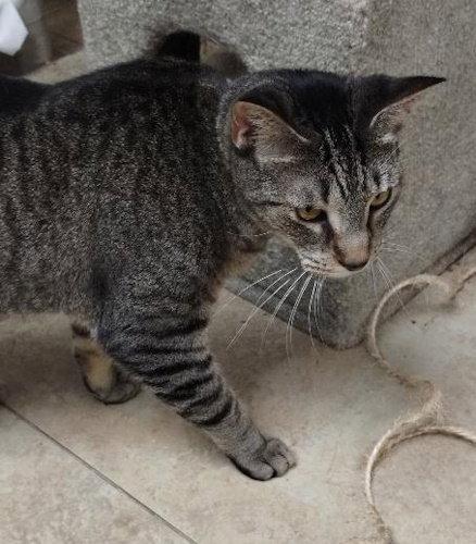 Enlarge Julie - cat room, a Adoptable Domestic Short Hair in Oakland Park, FL image 1/3