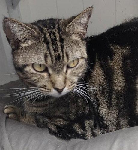 Enlarge Julie - cat room, a Adoptable Domestic Short Hair in Oakland Park, FL image 2/3
