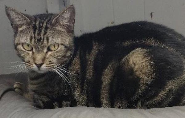 Enlarge Julie - cat room, a Adoptable Domestic Short Hair in Oakland Park, FL image 3/3