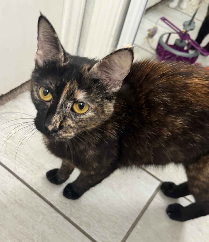 Truffles — thumbnail 2