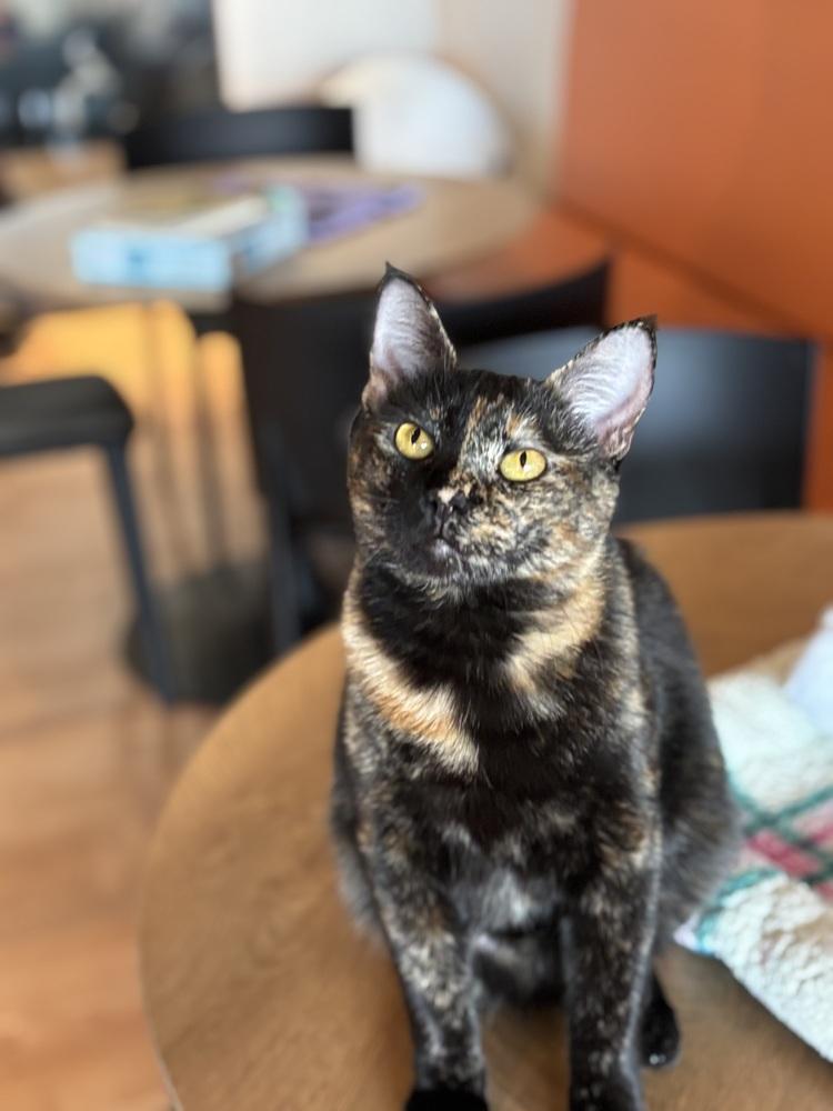 Truffles — thumbnail 3