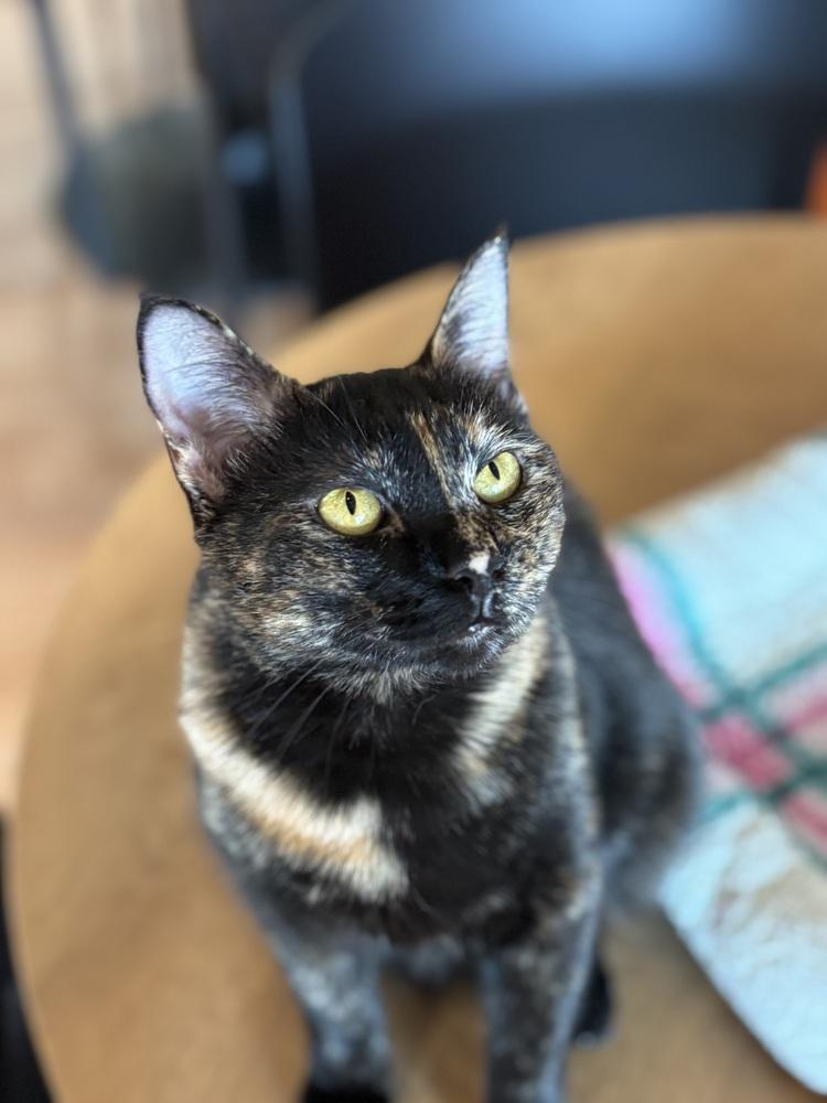 Truffles — thumbnail 4