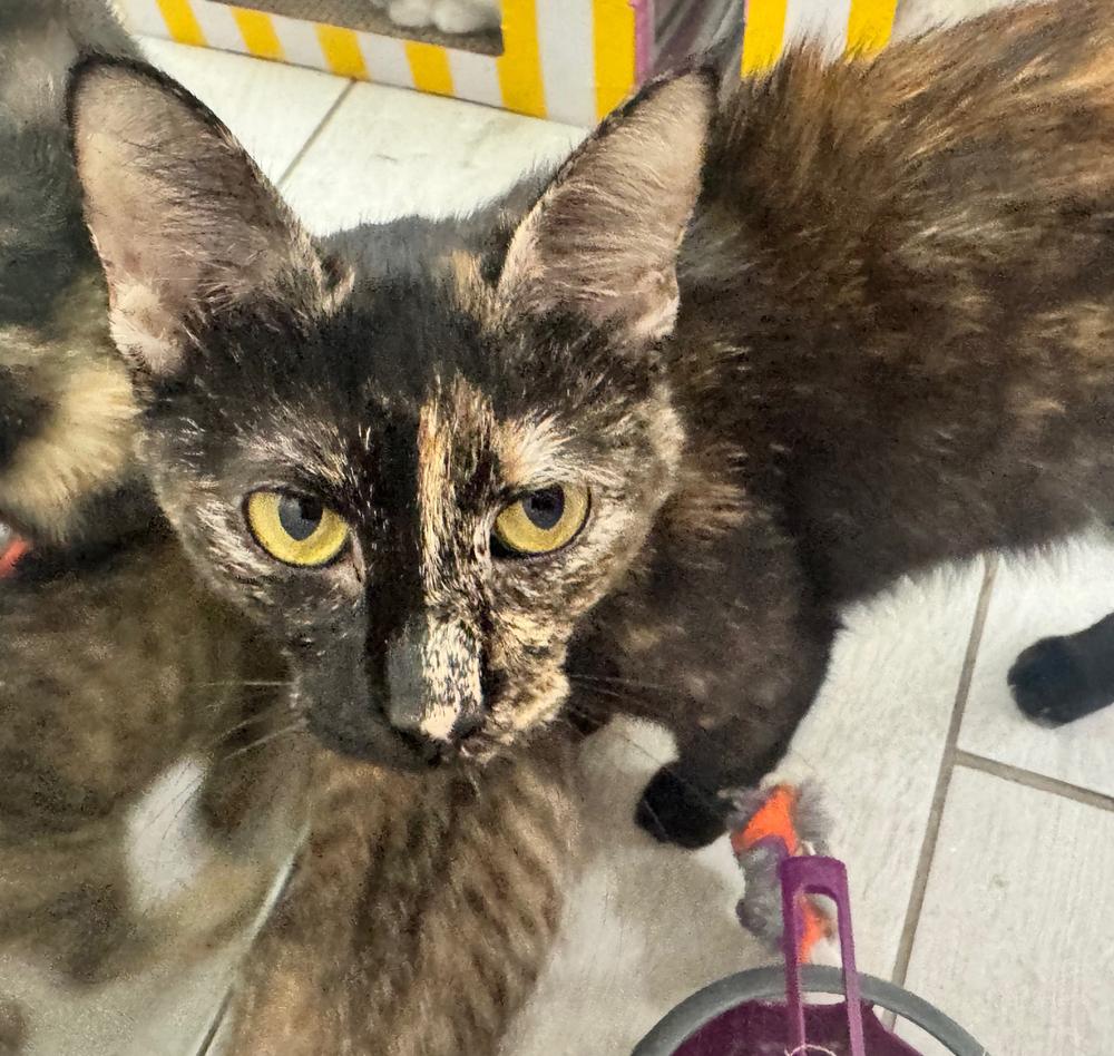 Truffles — thumbnail 5