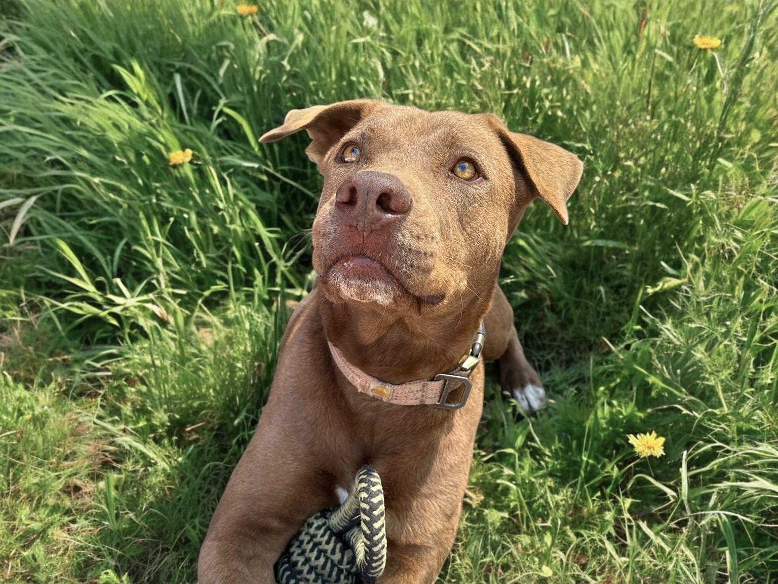 Enlarge Sarge, an adopted Mixed Breed in Comox, BC image 6/6