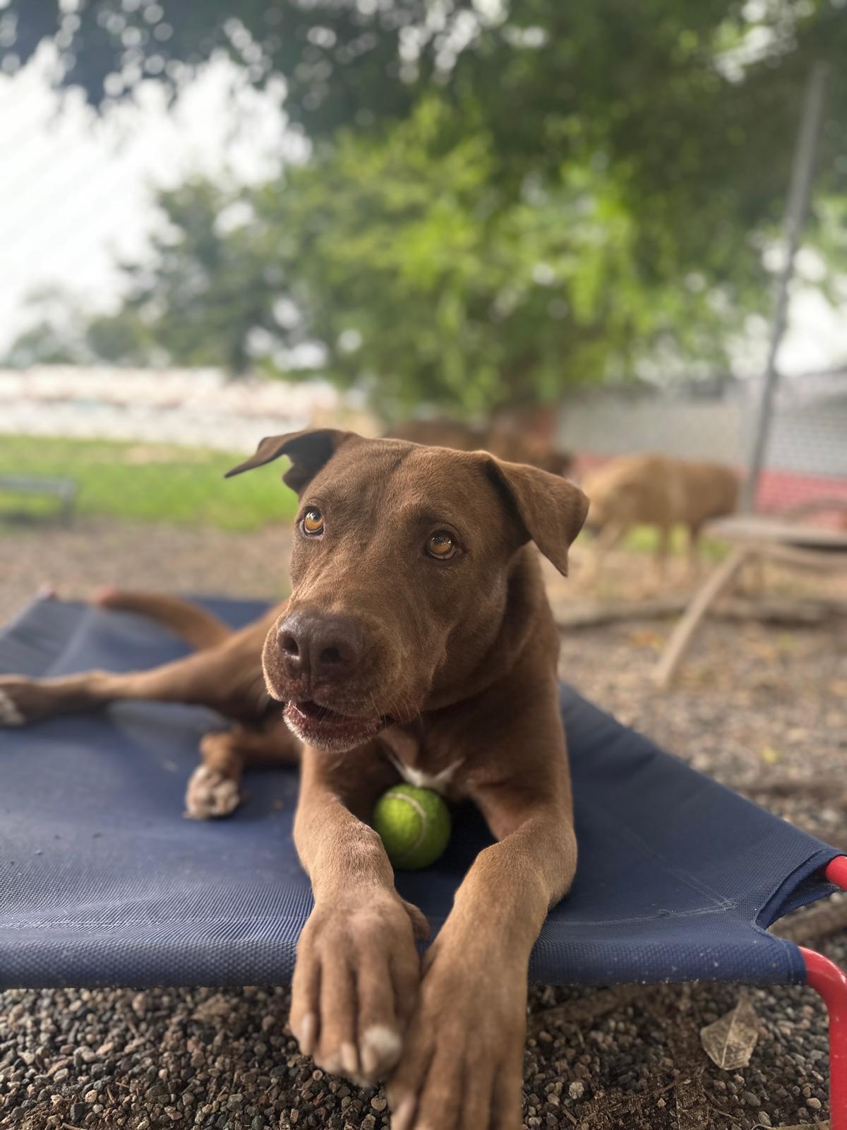 Enlarge Sarge, an adopted Mixed Breed in Comox, BC image 3/6