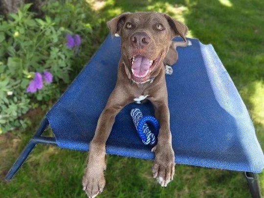 Enlarge Sarge, an adopted Mixed Breed in Comox, BC image 4/6